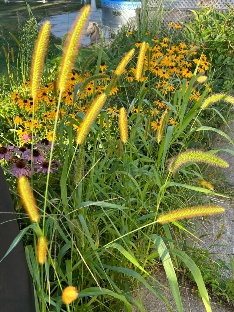 Weeds or Sunshine? The Quiet Choice That Shapes Your Day