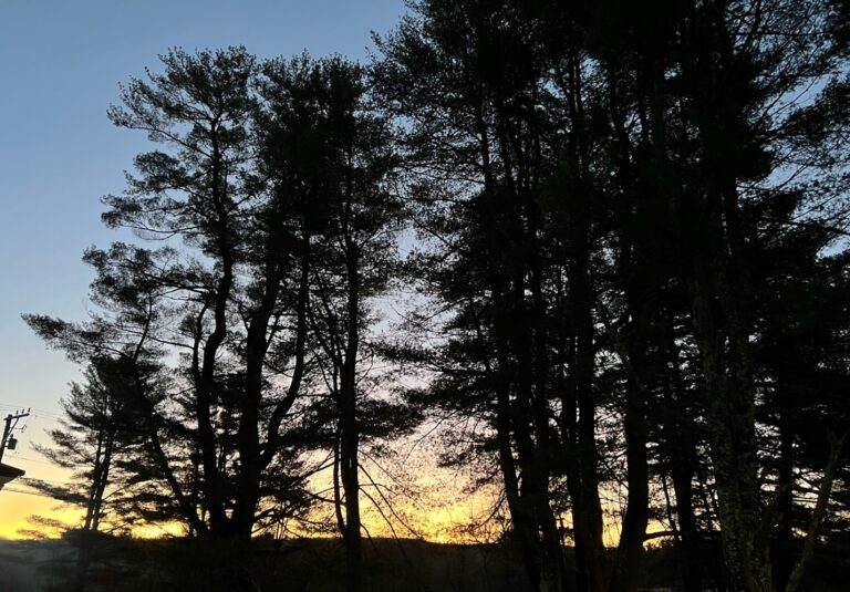 Where Did My MoJo Go?